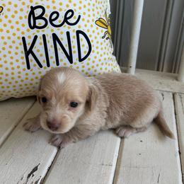Merle - Cream male Dachshund puppy in Dobson, North Carolina from Oakleys Dachshund Haven