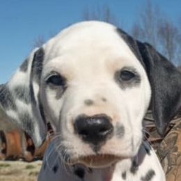 Dalmatians from Point Hope's Sublime Dalmatians
