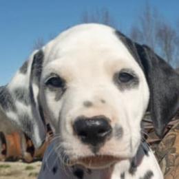 Dalmatians from Point Hope's Sublime Dalmatians