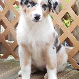 Australian Shepherds from Blissful Aussies