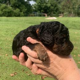 Natalie Portman - Phantom female Poodle puppy in Mount Gilead, Ohio from Cats Creek Standard Poodles
