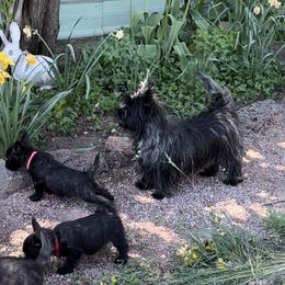 Munchkin - Cairn Terrier