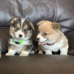 Pembroke Welsh Corgi Puppies from Nunas Corgis