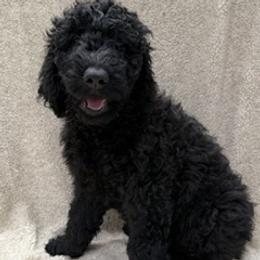 Big Twin - Black male Labradoodle puppy in Ukiah, California from LG Labradoodles