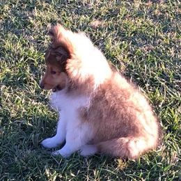 Shetland Sheepdog Puppies from Cindy Scott