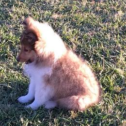Shetland Sheepdog Puppies from Cindy Scott