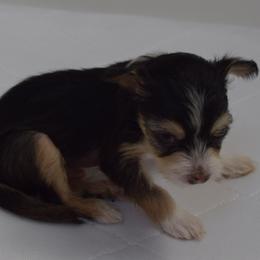 Boy 1 - Chinese Crested puppy in Monmouth, Maine from His Cresteds