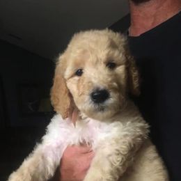 Goldendoodles from Lake Linda’s Doodles