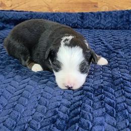 Vince - Black tri male Toy Australian Shepherd puppy in Leonard, Texas from Tin Roof Aussies