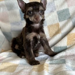 Snickers - Chocolate female Chinese Crested puppy in Aberdeen, Idaho from Willow Creek Cresteds