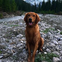 Yogi Bear - Golden Retriever