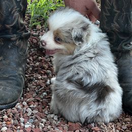 Miniature Australian Shepherd and Toy Australian Shepherd Puppies from Ramblin’ Rose Aussies