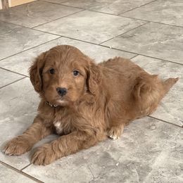 Cruise - Apricot male Goldendoodle puppy in Sugarcreek, Ohio from True Hearted Doodles