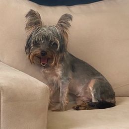 Yorkshire Terrier All Grown Up from Elizabeth Logan