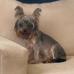 Yorkshire Terrier All Grown Up from Elizabeth Logan
