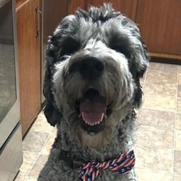 Bernedoodle, Goldendoodle, and Labradoodle All Grown Up from Only Doodles!