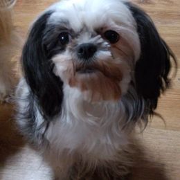 Shih Tzus from Trent's Shih Tzu's