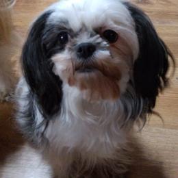 Shih Tzus from Trent's Shih Tzu's