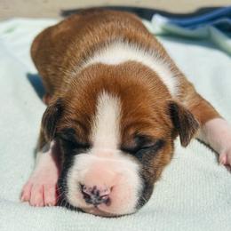 Leo - Red male American Staffordshire Terrier puppy in Guilford County, North Carolina from Explicit Kennel