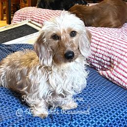 Ginny - Dachshund