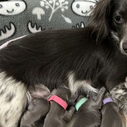 Dachshund Puppies from JB Doxies