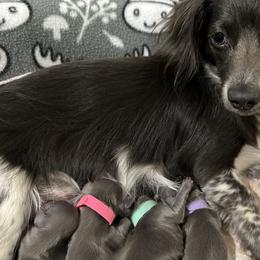 Dachshund Puppies from JB Doxies