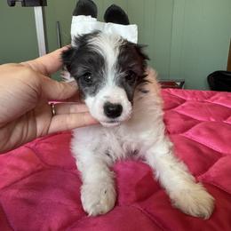 TopBrass Code Red 'Dewey' - Silver male Chinese Crested puppy in Auburn, Kansas from TopBrass Kennels