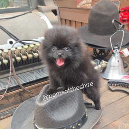 Varda - Black female Pomeranian puppy in Boca Raton, Florida from Poms of The Shire