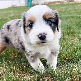Miniature Australian Shepherds from Blue Sage Aussies