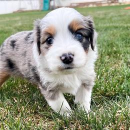 Miniature Australian Shepherds from Blue Sage Aussies