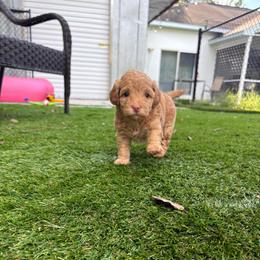 Flora - Apricot female Goldendoodle puppy in Brooksville, Florida from Abby’s Standard Goldendoodles