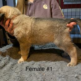 Female 1 - Fawn female Anatolian Shepherd Dog puppy in Daggett, Michigan from T&S Anatolians