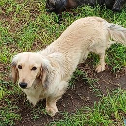 Fitz - Dachshund