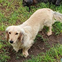 Fitz - Dachshund
