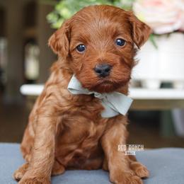 Brooks - Red  male Goldendoodle puppy in Salado, Texas from Red Ranch Dogs