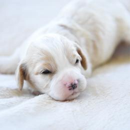 Ollie - Blenheim male Cavapoo puppy in Lawton, Oklahoma from Lindsey’s Cavies