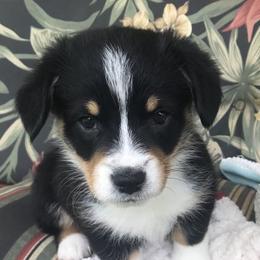 Hickory Springs Ollie - Black and tan Pembroke Welsh Corgi puppy in Lima, New York from Hickory Springs Corgis