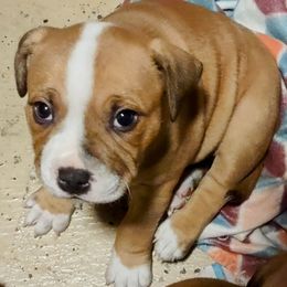 Boy 2 - Red and white Staffordshire Bull Terrier puppy in Mulberry, Florida from Bloodrock Staffords