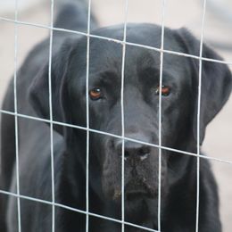 Twyla - Labrador Retriever