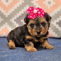 Ebony - Blue and gold female Yorkshire Terrier puppy in Monticello, Iowa from Ashley’s Puppies