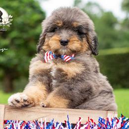 Valor - Tri-color male Bernedoodle puppy in Spartanburg, South Carolina from Southern Magnolia Bernedoodles