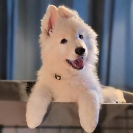 Willie - White male Shiloh Shepherd puppy in Anza, California from Stunning Shiloh Shepherds