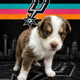 Fox - Red tri-color male Australian Shepherd puppy in Alamogordo, New Mexico from Two Nichols Aussies
