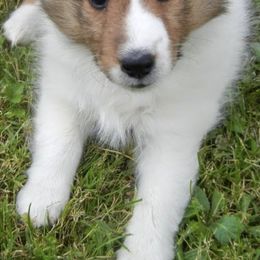 Shetland Sheepdogs from LND Shelties