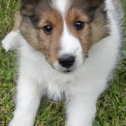 Shetland Sheepdogs from LND Shelties