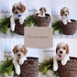 Bernedoodle, Cavapoo, Goldendoodle, and Poodle Puppies from Gypsi Doodles & Poodles