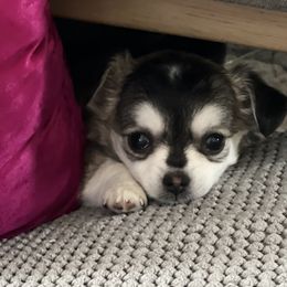 Chihuahuas from Tiny Nation Chihuahuas
