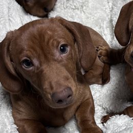 Dachshunds from Mama Mabel’s Stable