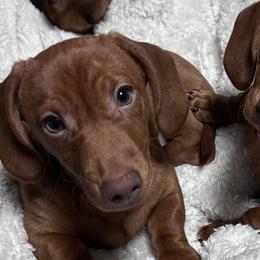 Dachshunds from Mama Mabel’s Stable