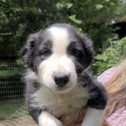 Big Mac - Black and white male Border Collie puppy in Goldston, North Carolina from Bordercolliecouple